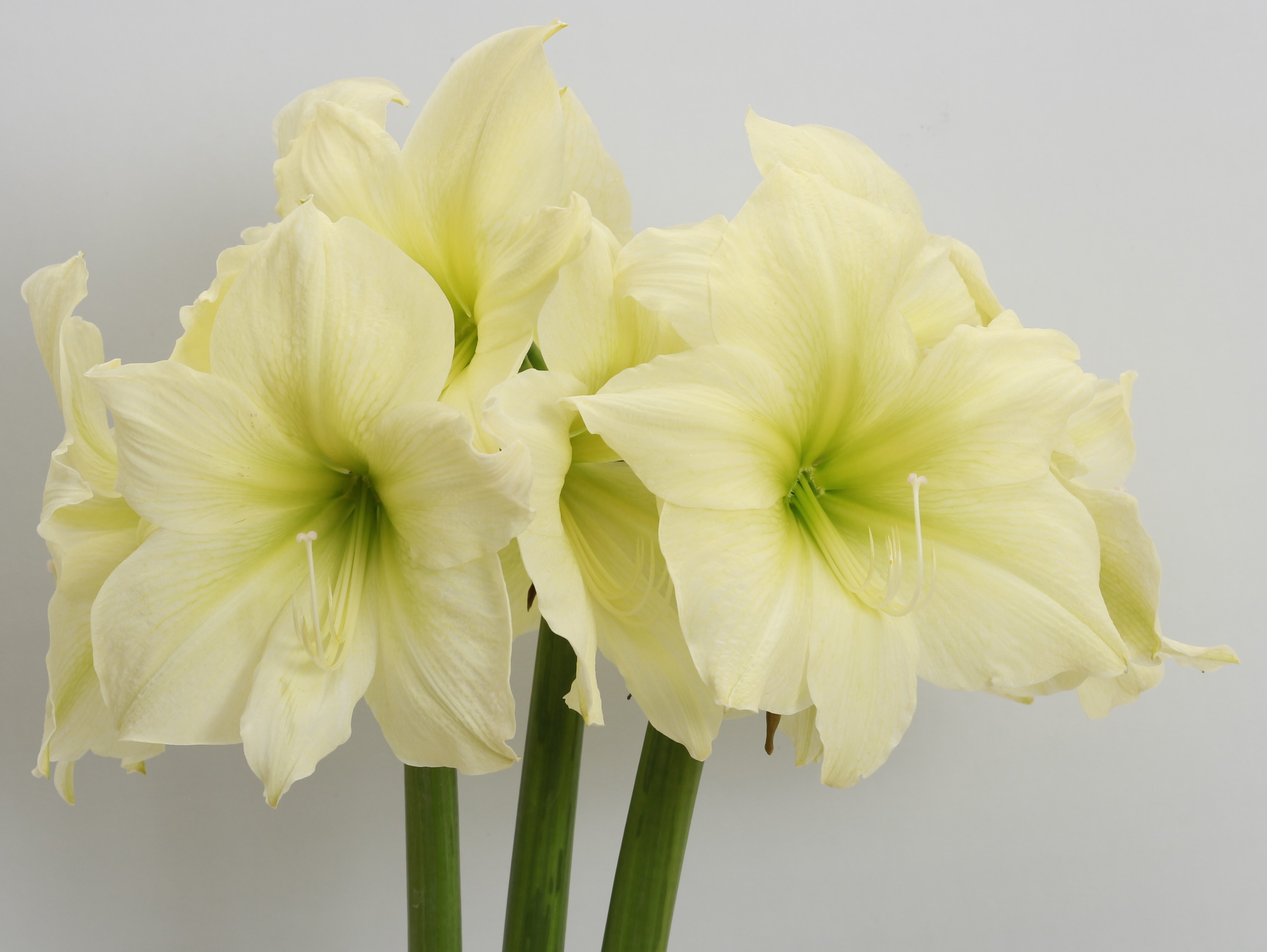 【激レア】amaryllis *Luna,Liz.Guiano,tama Moss Coated Luna Amaryllis - Hirt's Gardens